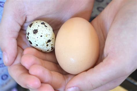 bıldırcın yumurtası tazeliği nasıl anlaşılır